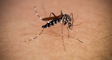 Mosquito getty images credit bymuratdeniz